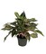 Sparkling Sarah Chinese Evergreen Plant - Aglaonema - Grows in Dim Light -6" Pot